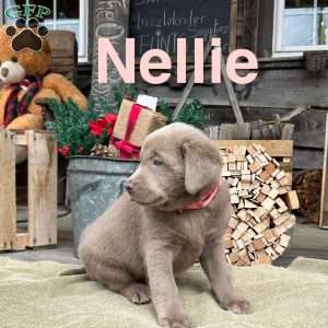 Nellie, Silver Labrador Retriever Puppy